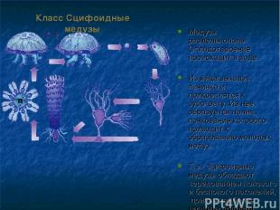 Класс Сцифоидные медузы Медузы раздельнополы. Оплодотворение происходит в воде.