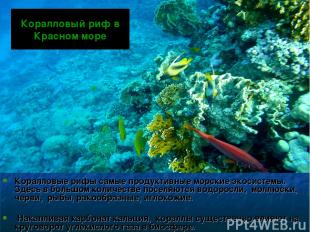 Коралловый риф в Красном море Коралловые рифы самые продуктивные морские экосист