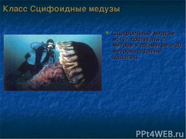 Класс Сцифоидные медузы Сцифоидные медузы могут достигать 2 метров в диаметре и 30 метров по длине щупалец.