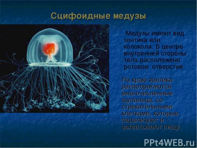 Сцифоидные медузы По краю зонтика располрагаются многочисленные щупальца, со стрекательными клетками, которые парализуют и захватывают пищу. Медузы имеют вид зонтика или колокола. В центре внутренней стороны тела расположено ротовое отверстие