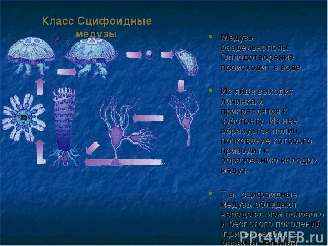Класс Сцифоидные медузы Медузы раздельнополы. Оплодотворение происходит в воде. Из яйца выходит личинка и прикреплятся к субстрату. Из нее образуется полип, почкование которого приводит к образованию молодых медуз. Т.е. сцифоидные медузы обладают че…