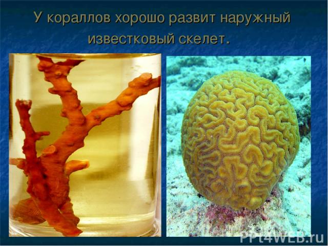 У кораллов хорошо развит наружный известковый скелет.
