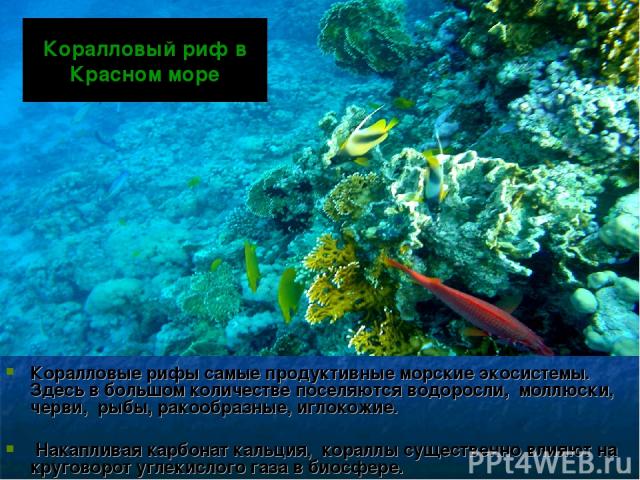 Коралловый риф в Красном море Коралловые рифы самые продуктивные морские экосистемы. Здесь в большом количестве поселяются водоросли, моллюски, черви, рыбы, ракообразные, иглокожие. Накапливая карбонат кальция, кораллы существенно влияют на круговор…