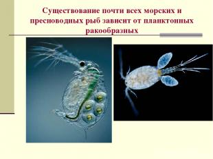 Существование почти всех морских и пресноводных рыб зависит от планктонных ракоо