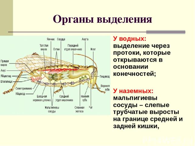 Органы выделения У водных: выделение через протоки, которые открываются в основании конечностей; У наземных: мальпигиевы сосуды – слепые трубчатые выросты на границе средней и задней кишки,