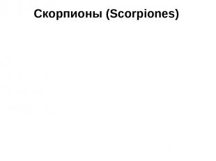 Скорпионы (Scorpiones)