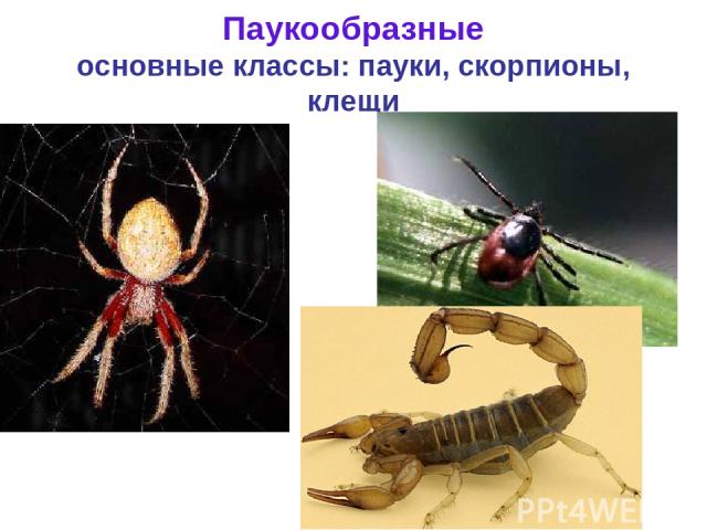 Паукообразные основные классы: пауки, скорпионы, клещи