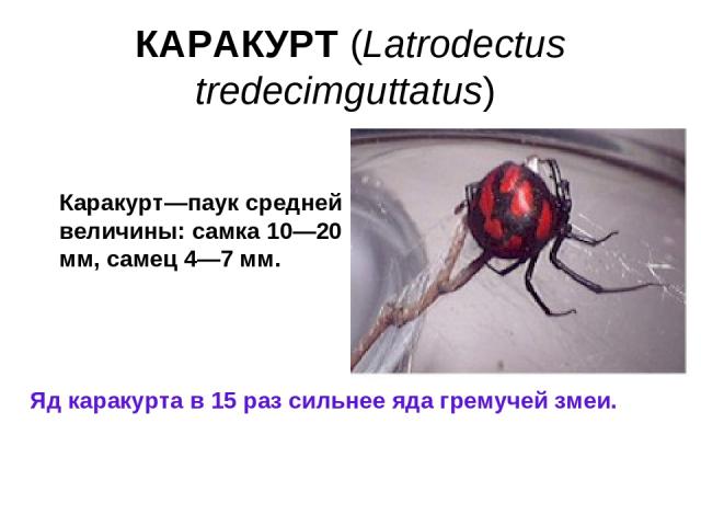 КАРАКУРТ (Latrodectus tredecimguttatus) Яд каракурта в 15 раз сильнее яда гремучей змеи. Каракурт—паук средней величины: самка 10—20 мм, самец 4—7 мм. величины (