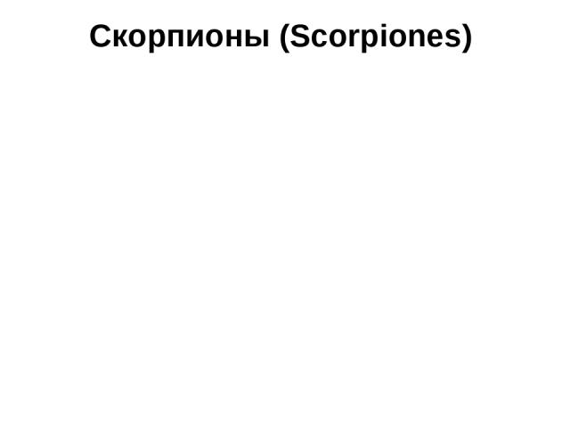 Скорпионы (Scorpiones)