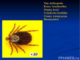 Тип Arthropoda Класс Arachnoidea Отряд Аcari Семейство Ixodidae Самка клеща рода