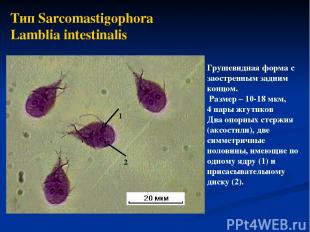 Тип Sarcomastigophora Lamblia intestinalis Грушевидная форма с заостренным задни