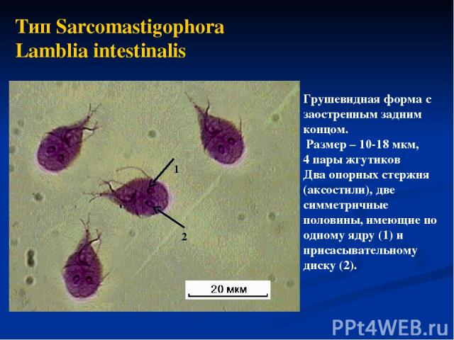 Тип Sarcomastigophora Lamblia intestinalis Грушевидная форма с заостренным задним концом. Размер – 10-18 мкм, 4 пары жгутиков Два опорных стержня (аксостили), две симметричные половины, имеющие по одному ядру (1) и присасывательному диску (2). 1 2