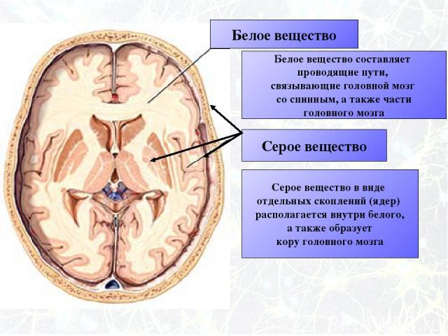 Белое вещество Серое вещество Белое вещество составляет проводящие пути, связывающие головной мозг со спинным, а также части головного мозга Серое вещество в виде отдельных скоплений (ядер) располагается внутри белого, а также образует кору головног…