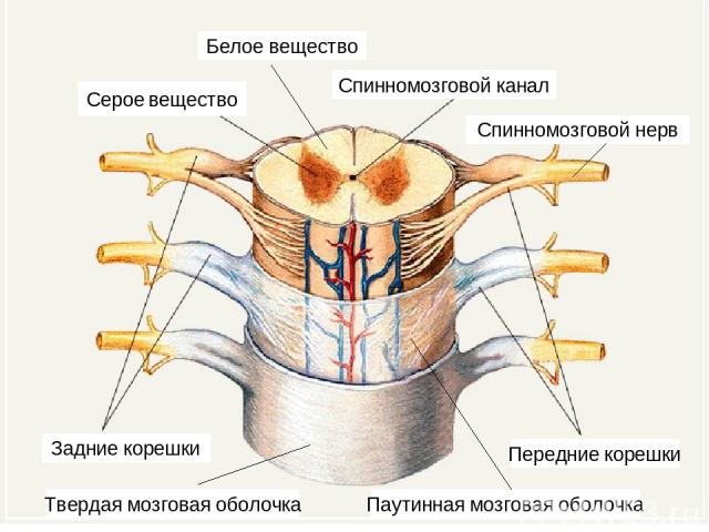 Спинномозговой нерв Серое вещество Задние корешки Передние корешки Белое вещество Спинномозговой канал Твердая мозговая оболочка Паутинная мозговая оболочка
