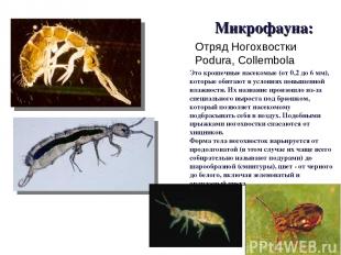 Микрофауна: Это крошечные насекомые (от 0,2 до 6 мм), которые обитают в условиях