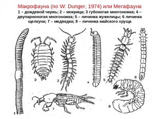Макрофауна (по W. Dunger, 1974) или Мегафауна 1 – дождевой червь; 2 – мокрица; 3