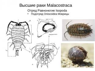 Высшие раки Malacostraca Отряд Равноногие Isopoda Подотряд Oniscoidea Мокрицы
