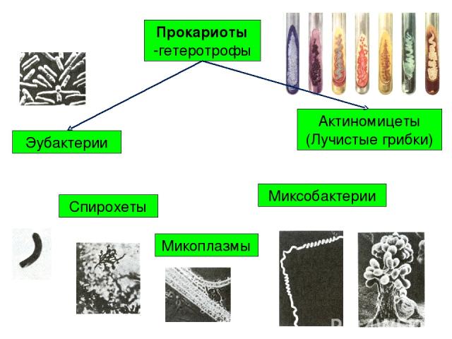 Миксобактерии Микоплазмы Спирохеты Эубактерии Актиномицеты (Лучистые грибки) Прокариоты -гетеротрофы
