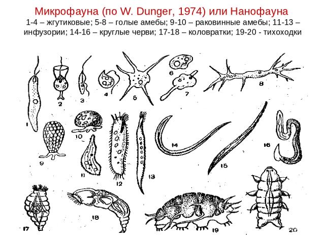 Микрофауна (по W. Dunger, 1974) или Нанофауна 1-4 – жгутиковые; 5-8 – голые амебы; 9-10 – раковинные амебы; 11-13 – инфузории; 14-16 – круглые черви; 17-18 – коловратки; 19-20 - тихоходки