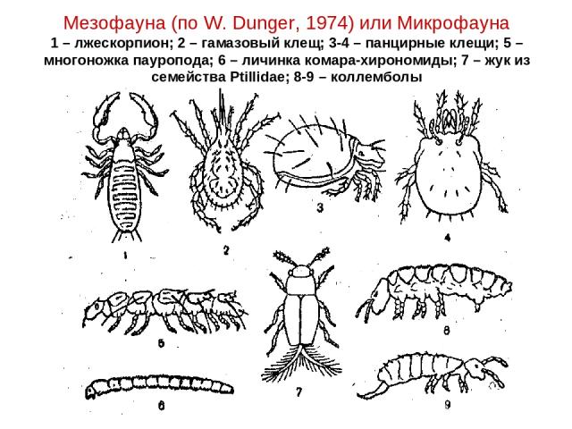 Мезофауна (по W. Dunger, 1974) или Микрофауна 1 – лжескорпион; 2 – гамазовый клещ; 3-4 – панцирные клещи; 5 – многоножка пауропода; 6 – личинка комара-хирономиды; 7 – жук из семейства Ptillidae; 8-9 – коллемболы