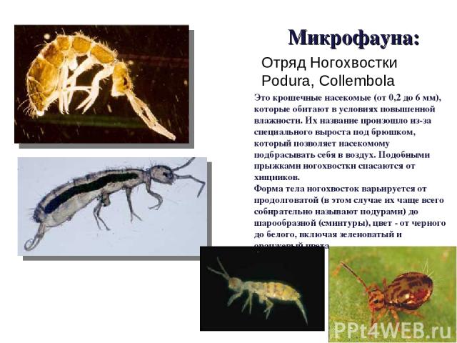 Микрофауна: Это крошечные насекомые (от 0,2 до 6 мм), которые обитают в условиях повышенной влажности. Их название произошло из-за специального выроста под брюшком, который позволяет насекомому подбрасывать себя в воздух. Подобными прыжками ногохвос…