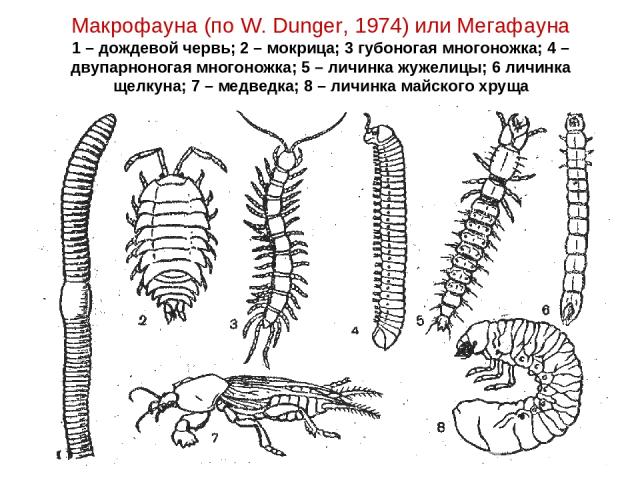 Макрофауна (по W. Dunger, 1974) или Мегафауна 1 – дождевой червь; 2 – мокрица; 3 губоногая многоножка; 4 – двупарноногая многоножка; 5 – личинка жужелицы; 6 личинка щелкуна; 7 – медведка; 8 – личинка майского хруща