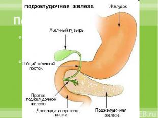Внешнесекреторная функция органа реализуется выделением панкреатического сока, с