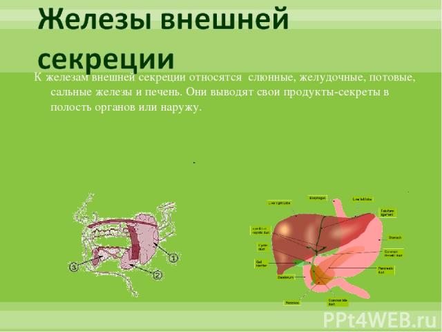 К железам внешней секреции относятся слюнные, желудочные, потовые, сальные железы и печень. Они выводят свои продукты-секреты в полость органов или наружу.