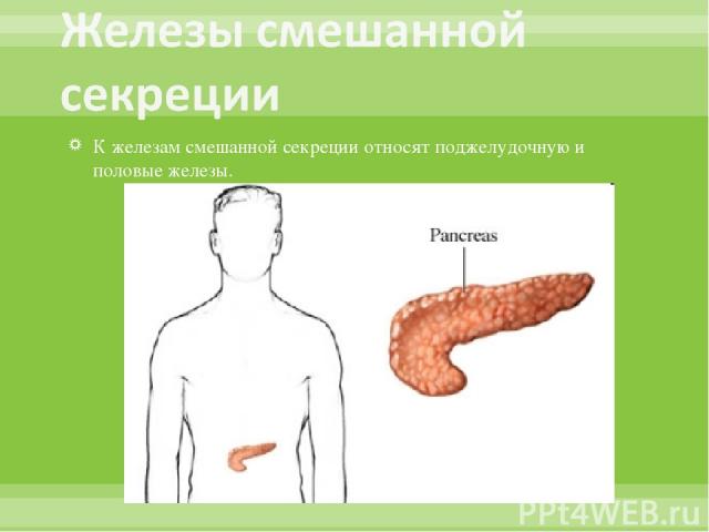 К железам смешанной секреции относят поджелудочную и половые железы.