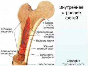 Строение трубчатой кости Внутреннее строение костей