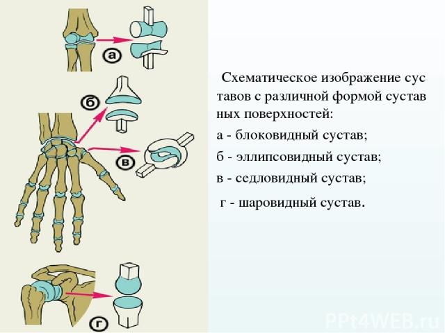  Схематическое изображение суставов с различной формой суставных поверхностей:  а - блоковидный сустав;  б - эллипсовидный сустав;  в - седловидный сустав;  г - шаровидный сустав.