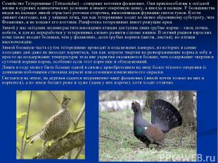Семейство Тетеревиные (Tetraonidae) – северные потомки фазановых. Они приспособл