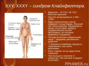 ХХY, XXXY – синдром Клайнфелтера. Кариотип – 47,XXY, 48, XXY. Фенотип мужской. Ч