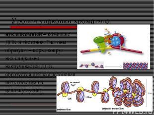 Уровни упаковки хроматина нуклеосомный – комплекс ДНК и гистонов. Гистоны образу