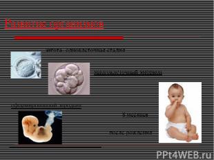Развитие организмов зигота- одноклеточная стадия многоклеточный эмбрион сформиро