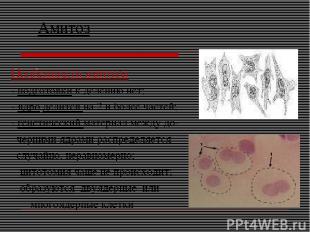 Амитоз Особенности амитоза - подготовки к делению нет; - ядро делится на 2 и бол