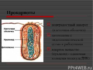 Прокариоты поверхностный аппарат (клеточная оболочка) цитоплазма с эндоплазматич