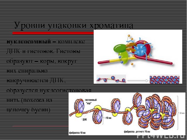 Уровни упаковки хроматина нуклеосомный – комплекс ДНК и гистонов. Гистоны образуют – коры, вокруг них спирально накручивается ДНК, образуется нуклеогистоновая нить (похожа на цепочку бусин)