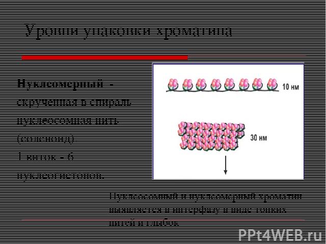 Уровни упаковки хроматина Нуклеомерный - скрученная в спираль нуклеосомная нить (соленоид). 1 виток - 6 нуклеогистонов. Нуклеосомный и нуклеомерный хроматин выявляется в интерфазу в виде тонких нитей и глыбок