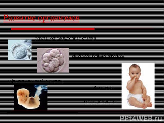 Развитие организмов зигота- одноклеточная стадия многоклеточный эмбрион сформированный зародыш 8 месяцев после рождения