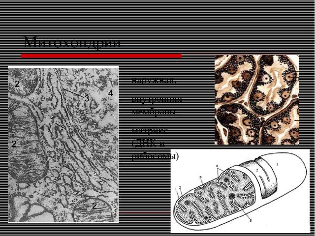 Митохондрии наружная, внутренняя мембраны, матрикс (ДНК и рибосомы)