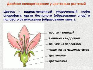 Двойное оплодотворение у цветковых растений Цветок – видоизмененный укороченный