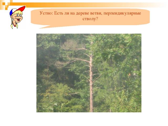 Устно: Есть ли на дереве ветви, перпендикулярные стволу?