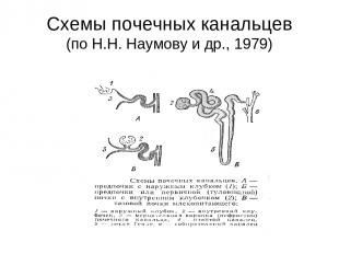Схемы почечных канальцев (по Н.Н. Наумову и др., 1979)