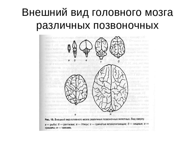 Внешний вид головного мозга различных позвоночных