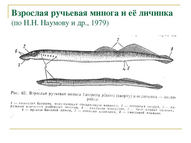 Взрослая ручьевая минога и её личинка (по Н.Н. Наумову и др., 1979)