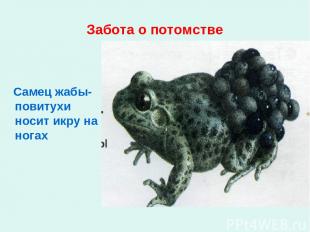 Забота о потомстве Самец жабы-повитухи носит икру на ногах