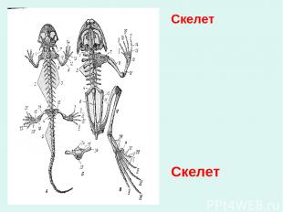 Скелет Скелет Появление шарнирных пятипалых конечностей Появление шейного и крес