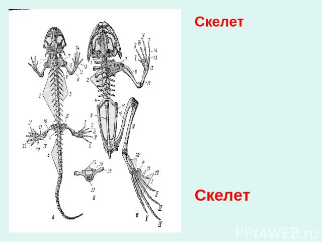 Скелет Скелет Появление шарнирных пятипалых конечностей Появление шейного и крестцового отделов