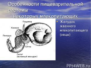 Особенности пищеварительной системы некоторых млекопитающих Желудок жвачного мле